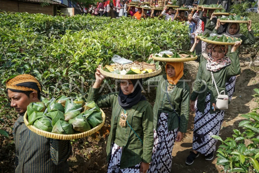  Bedayan Pucuk Putri