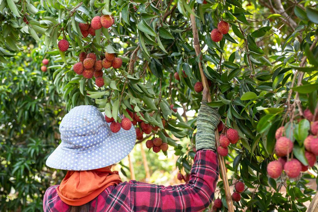 Agrowisata di Karanganyar