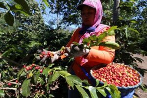 Oleh-Oleh Khas Bondowoso