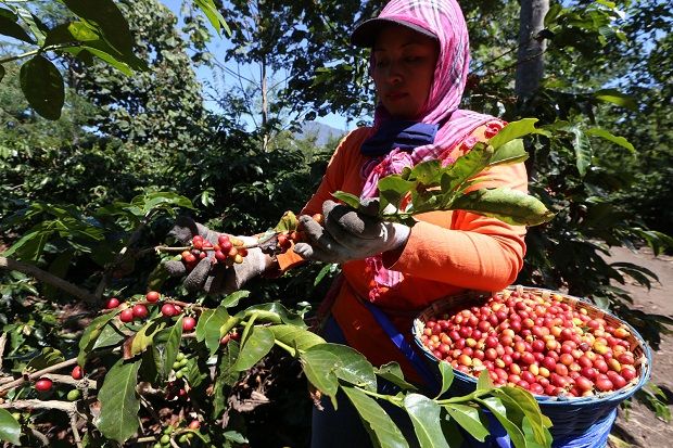 Oleh-Oleh Khas Bondowoso