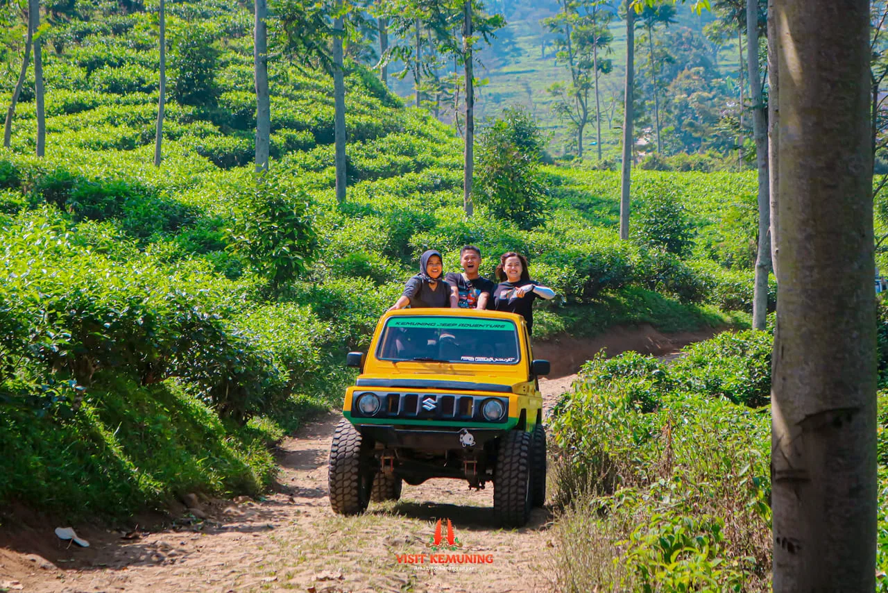 Jeep melintas di antara hamparan kebun teh di kawasan Kemuning